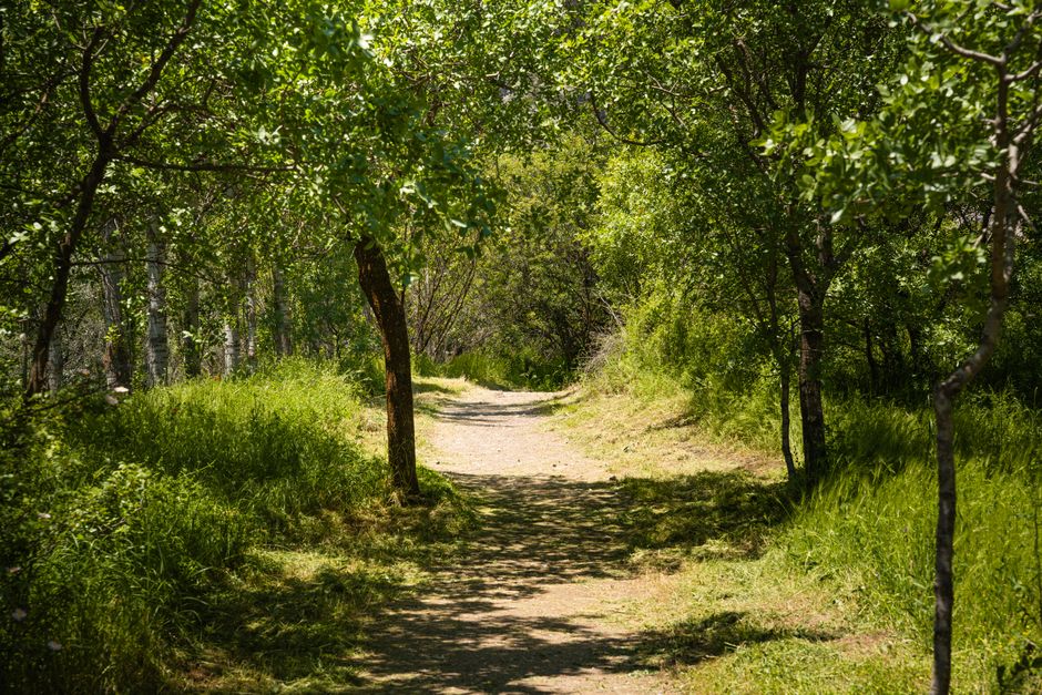 A Step-by-Step Look at The Ordinary Virtues Of Walking