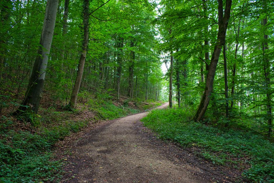 Getting Started With Walking: The Most Underrated Exercise, Day by Day
