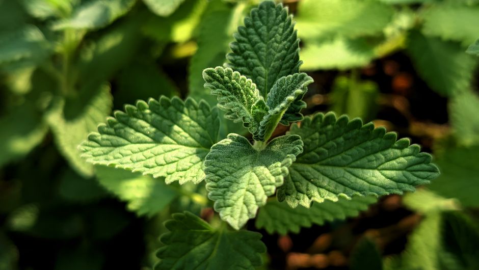 Gut Health Beyond The Marketing: Questions Worth Asking