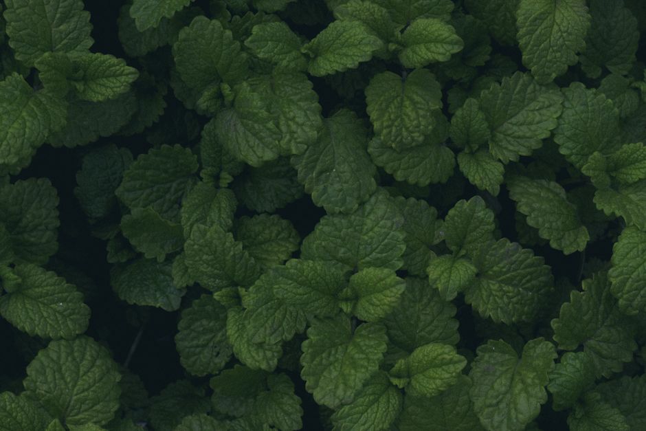 Herbs And Botanicals: A Cautious Look: What Not to Do