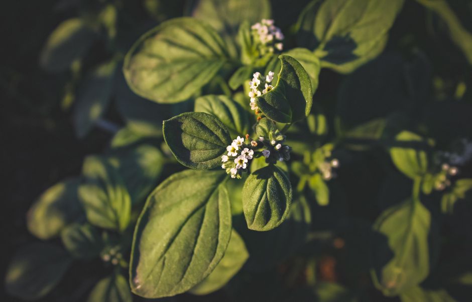 Simple Hydration and Breath Habits for Better Daily Energy