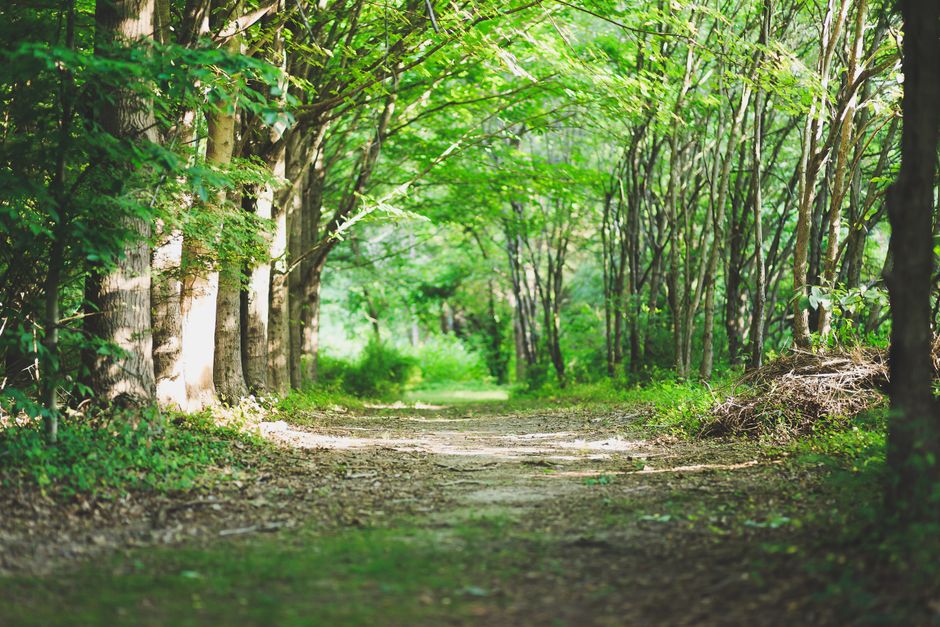 Simplicity As A Health Strategy: A Beginner's Guide