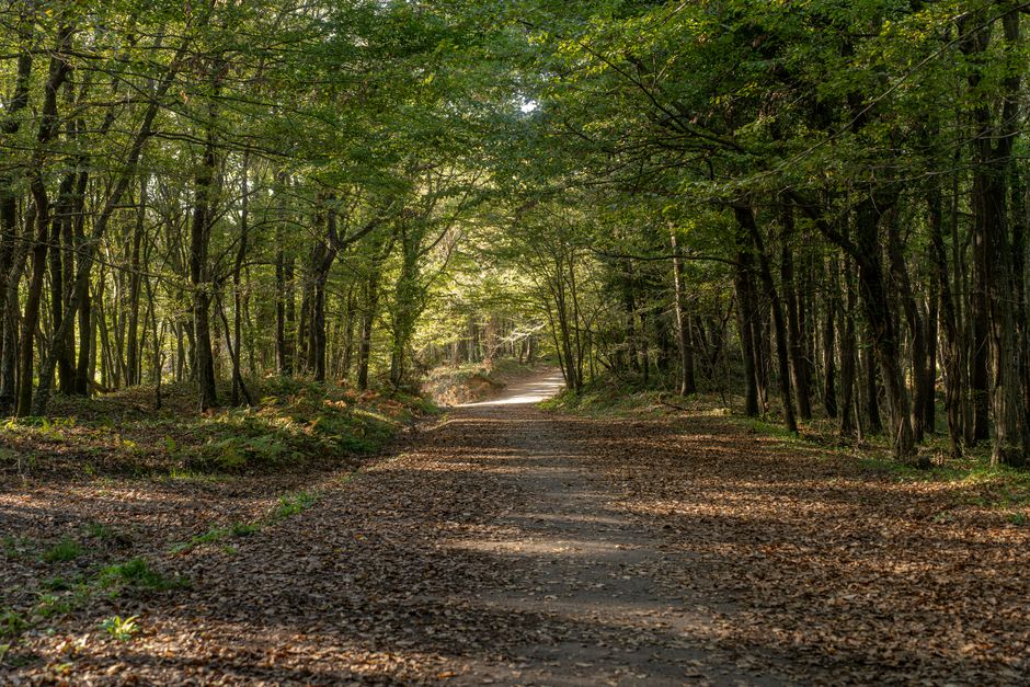 Simplicity As A Health Strategy: What Actually Works — Part 2